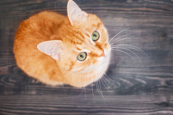 Kat zittend op de houten vloer — Stockfoto