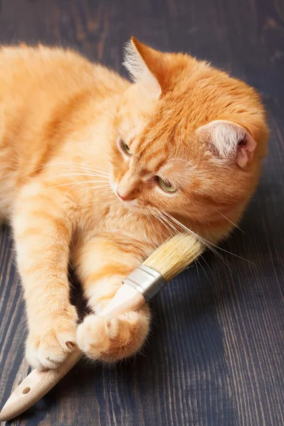 Chat couché sur le sol avec une brosse — Photo