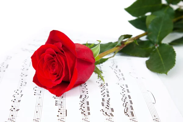 Rose en muziek bladen — Stockfoto