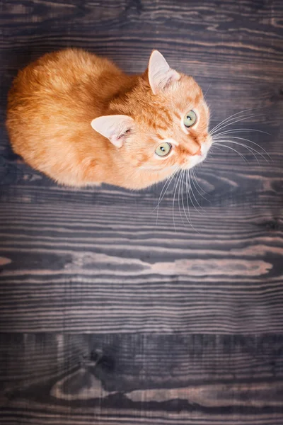 Katze sitzt auf dem Holzboden — Stockfoto