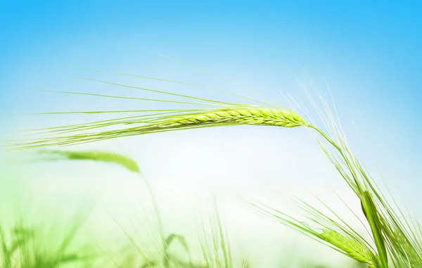 Groene korenaren tarwe tegen de blauwe hemel — Stockfoto