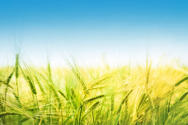 Orecchie verdi di grano contro il cielo blu — Foto Stock
