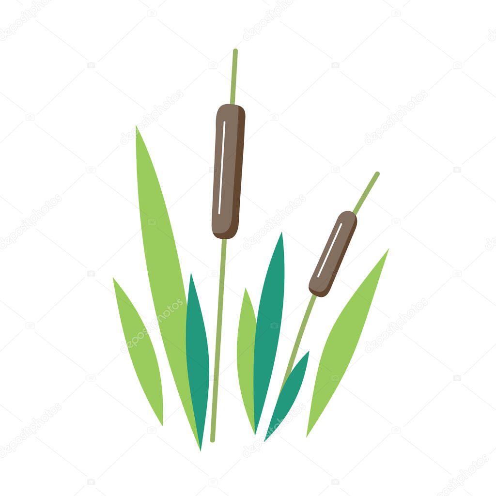 reed - vector illustration on white background. river plant.