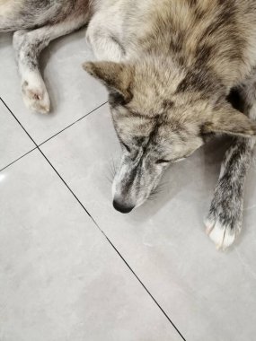 Akita Inu. Melez köpek akita inu ve malamute..