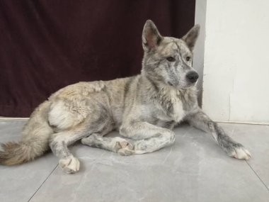 Akita Inu. Melez köpek akita inu ve malamute..