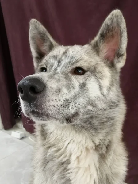 Akita Inu. gemengd ras hond akita inu en malamute. — Stockfoto