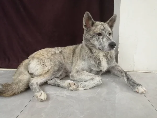 Akita Inu. misto raça cão akita inu e malamute. — Fotografia de Stock