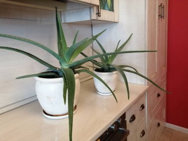 İçerde aloe var. ev bitkisi