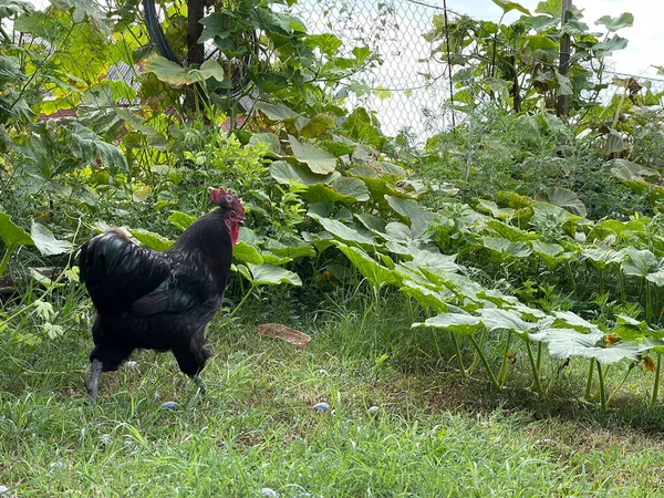 Ayam Hitam Musim Panas Halaman — Stok Foto