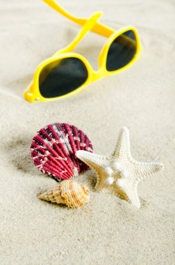 Kaç kabukları altın sahilde. Tatil kompozisyon yakın çekim