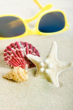 Kaç kabukları altın sahilde. Tatil kompozisyon yakın çekim