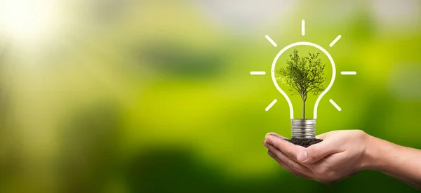 Light Bulb Growing Tree Ecological Friendly Sustainable Environment — Stock Photo, Image