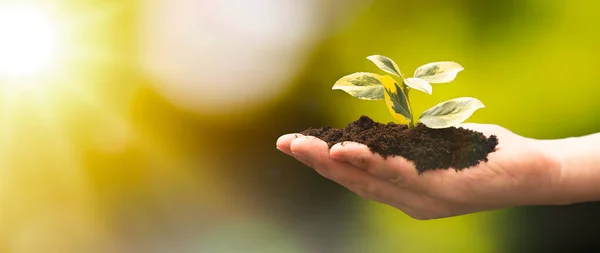 Planta Creciendo Mano Medio Ambiente Ecológico Sostenible —  Fotos de Stock