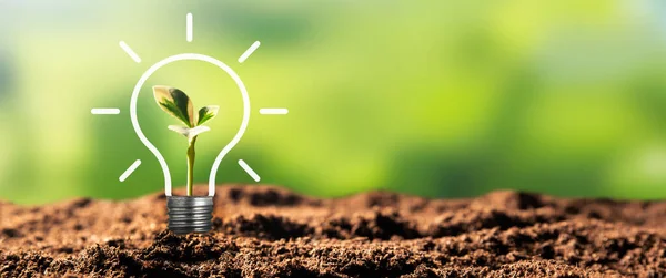 Glühbirne Mit Wachsender Pflanze Umweltfreundliche Und Nachhaltige Umwelt — Stockfoto