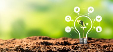Çevre koruma, yenilenebilir, sürdürülebilir enerji kaynakları. Ampul konseptinde bitki yetişiyor.