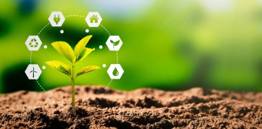 Ampul ve bitki ile sürdürülebilir enerji kaynakları kavramı