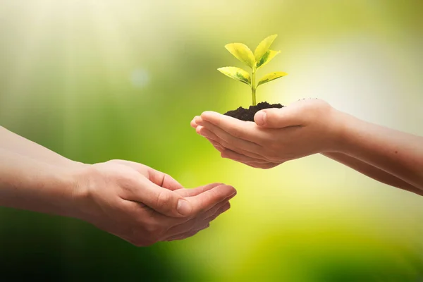 Växtväxt Till Hands Jordens Dag Miljöskyddskoncept — Stockfoto