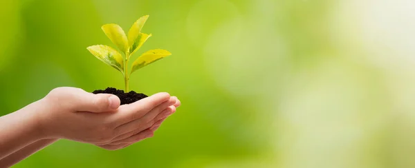 Växtväxt Till Hands Jordens Dag Miljöskyddskoncept — Stockfoto