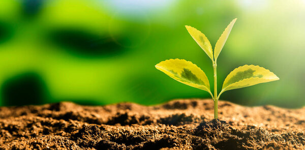 Growing plant, earth day, environmental protection concept
