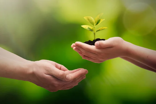Planta Crescimento Mão Dia Terra Conceito Proteção Ambiental — Fotografia de Stock