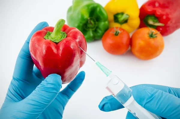 Man with gloves working with pepper in genetic engineering labor — Stock Photo, Image