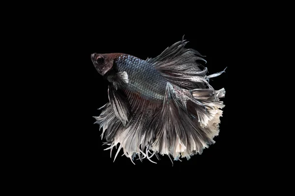 Swimming Action Betta Siamese Fighting Fish Halfmoon Срібло Бетта Ізольовані — стокове фото