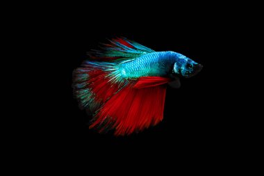 Betta 'nın Yüzme Eylemi, Siyam dövüş balığı, Renkli Betta, Pla-kad (ısıran balık) Tayland; Siyah arka planda yarım ay mavisi ve kırmızı betta izole edilmiş