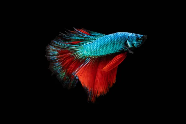 Azione Nuoto Betta Pesce Siamese Combattimento Colorata Betta Pla Kad — Foto Stock