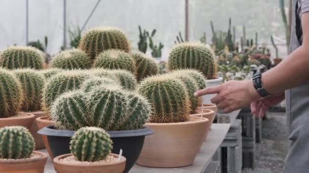 Junger Asiatischer Gärtner Grauer Schürze Geht Und Findet Ausgewählten Kaktus — Stockvideo