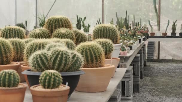 Jeune Jardinier Asiatique Tablier Gris Marchant Plaçant Pot Cactus Étagère — Video