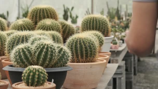Giovane Giardiniere Asiatico Grembiule Grigio Che Cammina Trova Cactus Selezionati — Video Stock