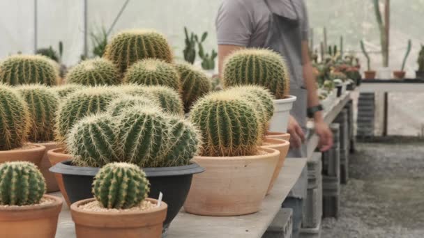 Fiatal Ázsiai Kertész Szürke Kötényben Sétál Válogatott Kaktuszt Talál Házinövényben — Stock videók