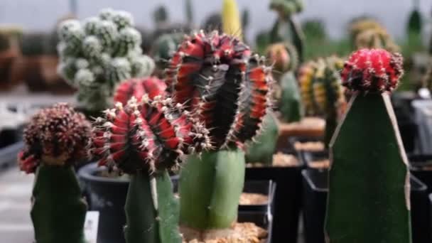 Gros Plan Cactus Coloré Avec Vert Jaune Rouge Dans Ferme — Video