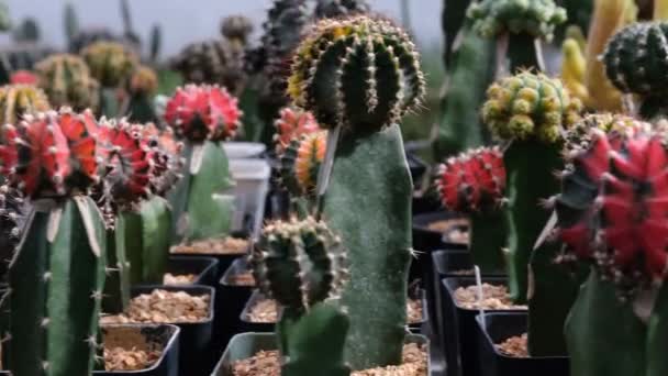 Primer Plano Cactus Granja Por Cámara Panorámica Jardín Femenino Delantal — Vídeo de stock