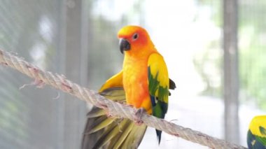 Kapat rengarenk aşk kuşunu Kanat çırpmak için bacağını kullan
