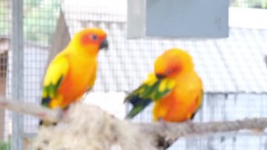 Kapatın rengarenk aşk kuşlarını, kamerayla el ele tutuşarak.