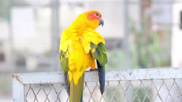 Primo Piano Colorato Uccello Amore Giallo Verde Piedi Rete Dietro — Video Stock