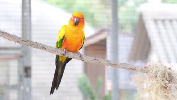 Chiudi Colorato Uccello Giallo Verde Che Cammina Sulla Corda — Video Stock