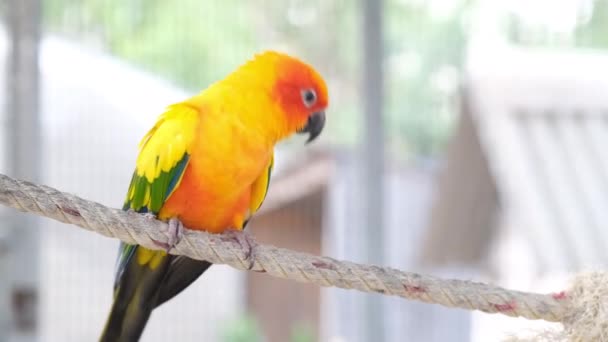閉じるカラフルな黄色と緑の愛鳥がロープの上を歩く — ストック動画