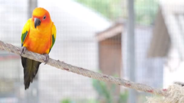 Primer Plano Colorido Amor Pájaro Levantar Pierna Rascar Cuello Cuerda — Vídeo de stock