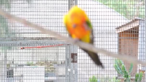 Närbild Färgglada Kärlek Fågel Höja Benet Till Repa Hals Rep — Stockvideo