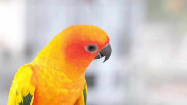 One Colorful Love Bird Headshot Flying Away Camera Hand Held — Stock Video