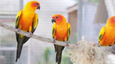 İki renkli aşk kuşuyla birlikte cıvıldadıktan sonra ipten uçan renkli bir aşk kuşu.