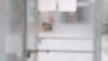 Kamera renkli sarı turuncu aşk kuşuna doğru eğiliyor.