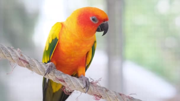 Close Amarelo Colorido Laranja Verde Amor Pássaro Corda Pela Câmera — Vídeo de Stock