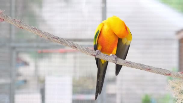 Close Colorful Yellow Orange Green Love Bird Rope Hairy Wing — Stock Video