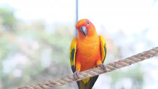 Primer Plano Colorido Amarillo Naranja Verde Amor Pájaro Cantando Mientras — Vídeo de stock