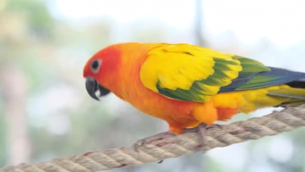 カラフルな黄色のオレンジ色の緑の愛の鳥ロープを歩いて カメラパンによってケージ内のキリングを閉じる — ストック動画