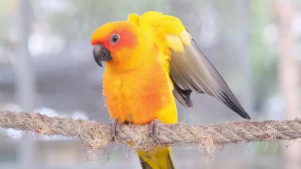 Avvicinare Giallo Arancio Verde Amore Uccello Piedi Sulla Corda Volare — Video Stock
