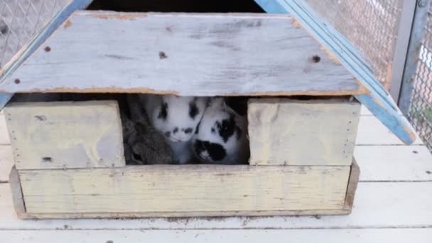 Close Three Rabbits Stay Together Wooden House Camera Hand Held — Stock Video